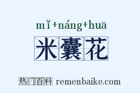 米囊花是什么意思的图片